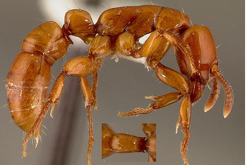 {Centromyrmex sp undet Angola}