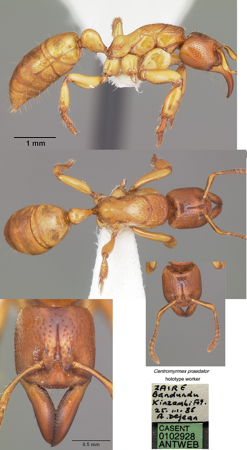{Centromyrmex praedator