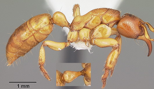 {Centromyrmex praedator}