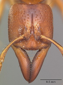 {Centromyrmex praedator head}