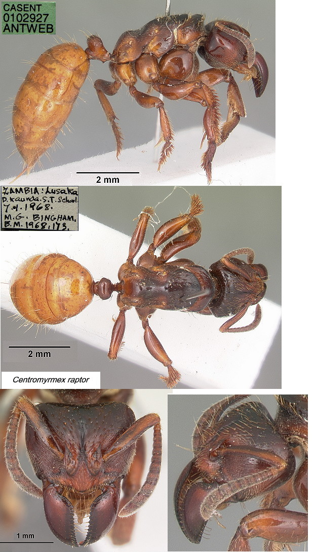 {Centromyrmex raptor