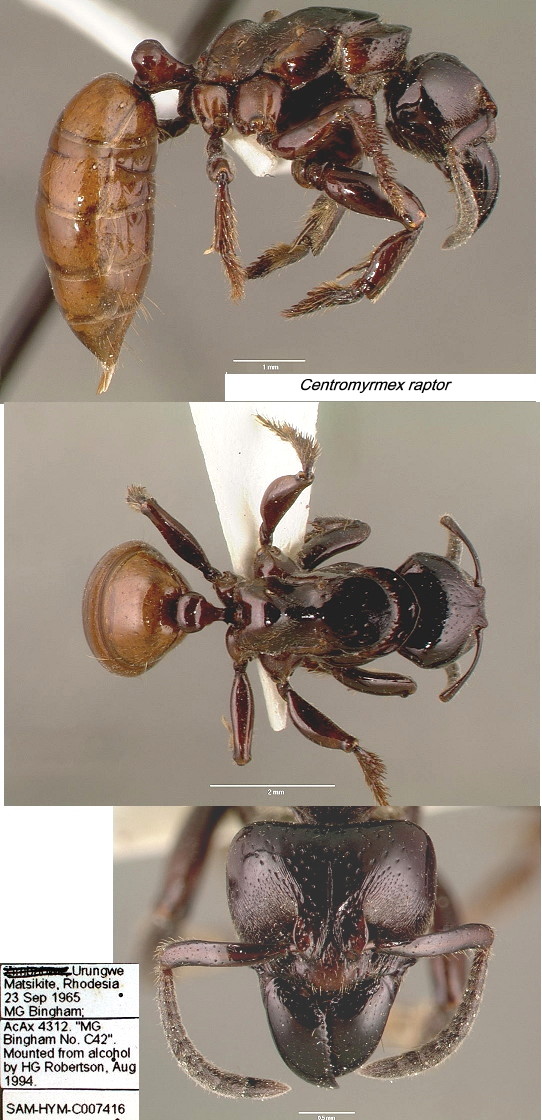 {Centromyrmex raptor