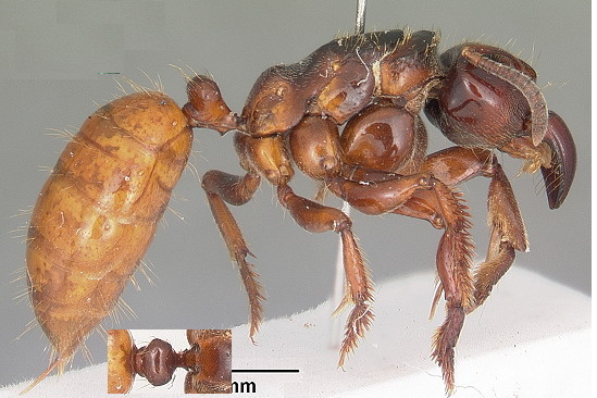 {Centromyrmex raptor}