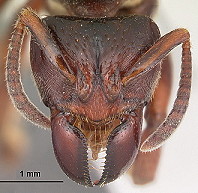 {Centromyrmex raptor head}