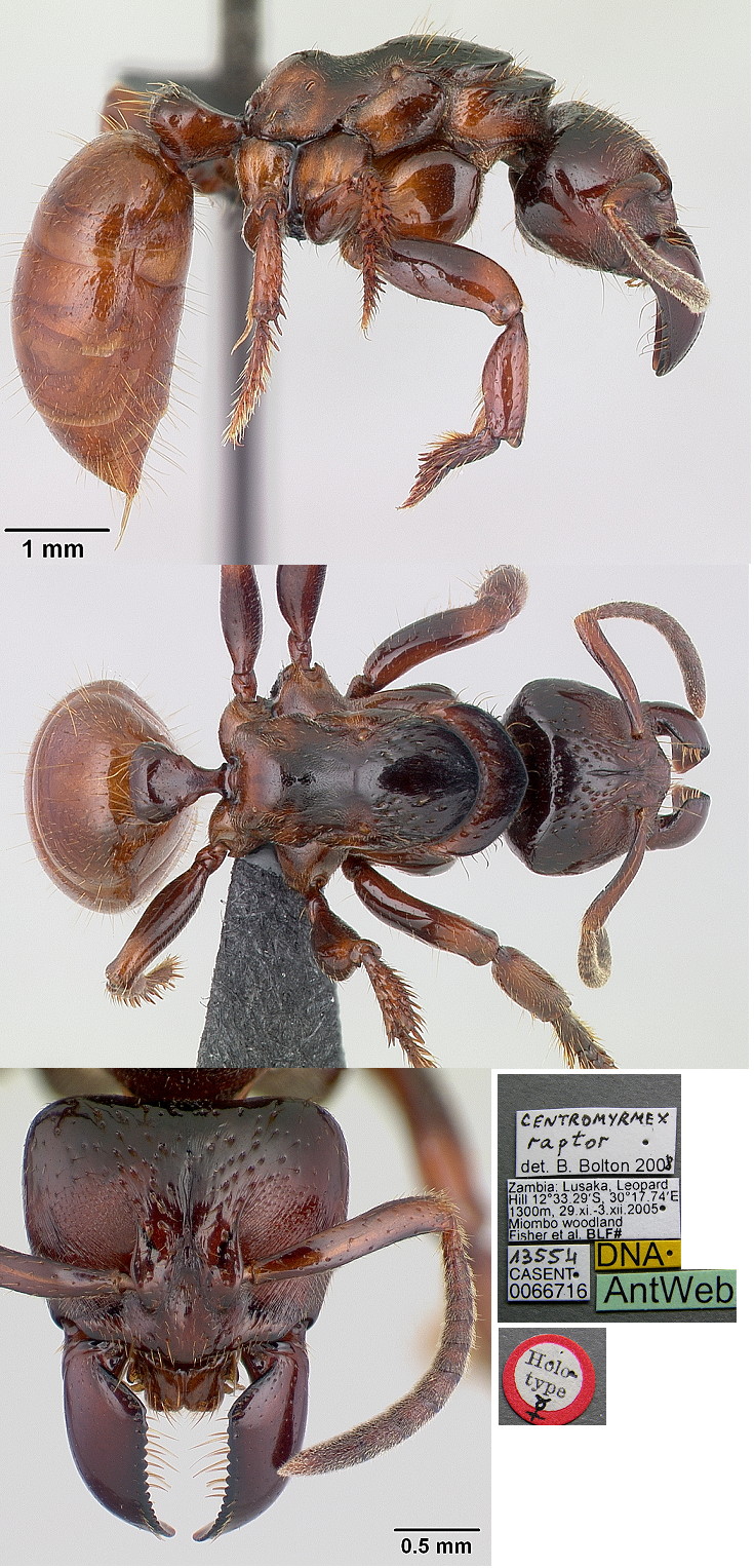 {Centromyrmex raptor