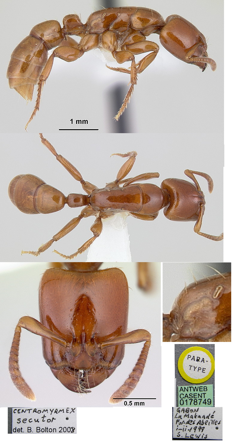 {Centromyrmex secutor}