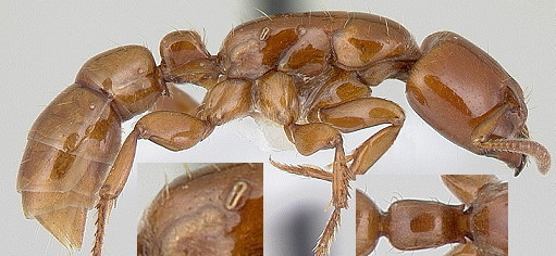 {Centromyrmex secutor}