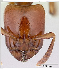 {Centromyrmex secutor head}