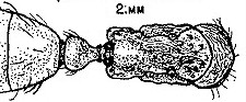 {Centromyrmex congolensis}