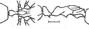 {Centromyrmex constanciae}