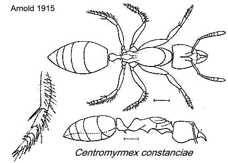 {Centromyrmex arnoldi Santschi}