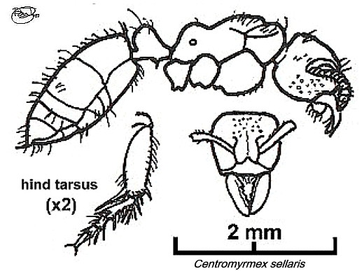 {Centromyrmex sellaris}