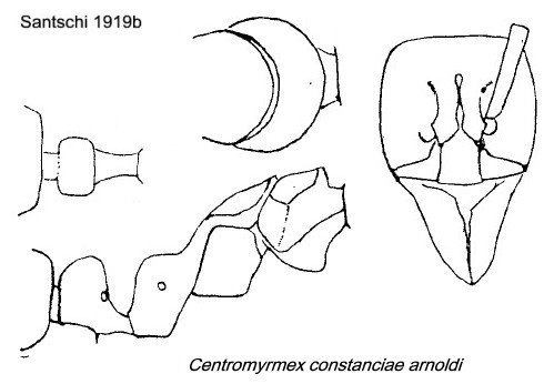 {Centromyrmex arnoldi Santschi}