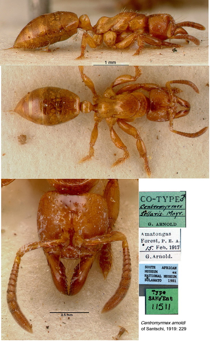 {Centromyrmex sellaris]