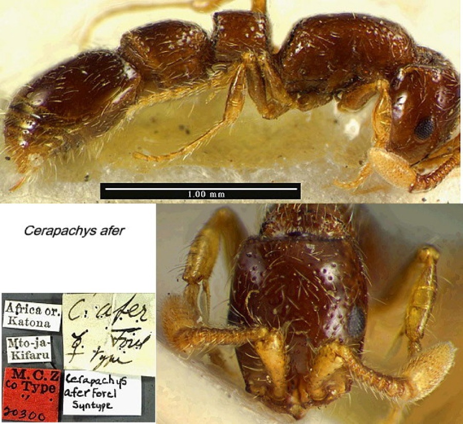 {Cerapachys afer}