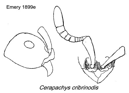 {Cerapachys cribrinodis}