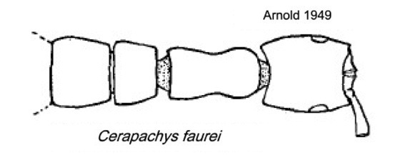 {Cerapachys faurei}