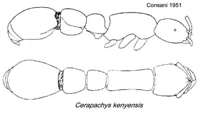 {Cerapachys kenyensis}