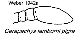 {Cerapachys lamborni antennal apex}