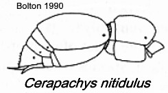 {Cerapachys nitidulus}