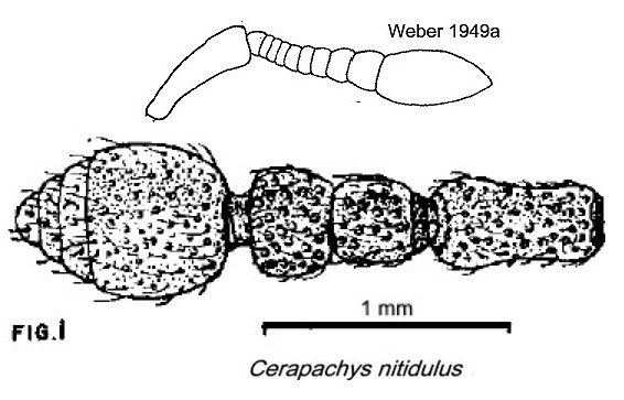 {Cerapachys nitidulus}