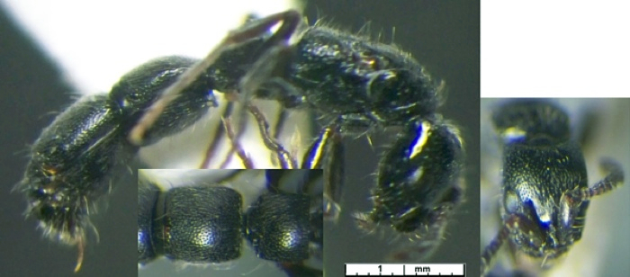 Cerapachys nkomoensis queen