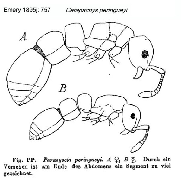 {Cerapachys peringueyi}