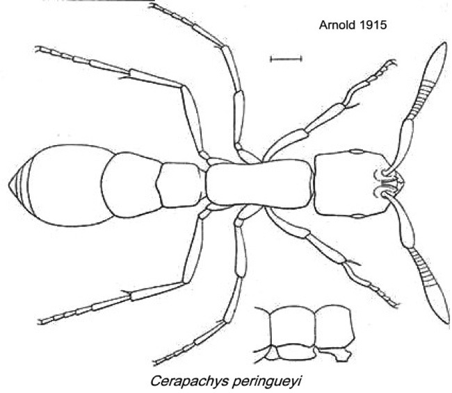 {Cerapachys peringueyi}