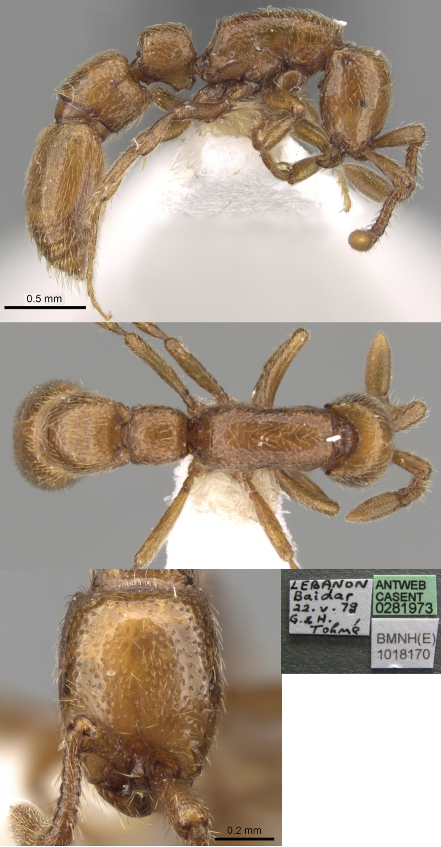 Cerapachys piochardi