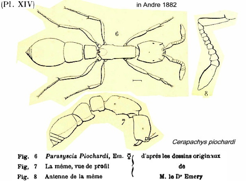 {Cerapchys piochardi}