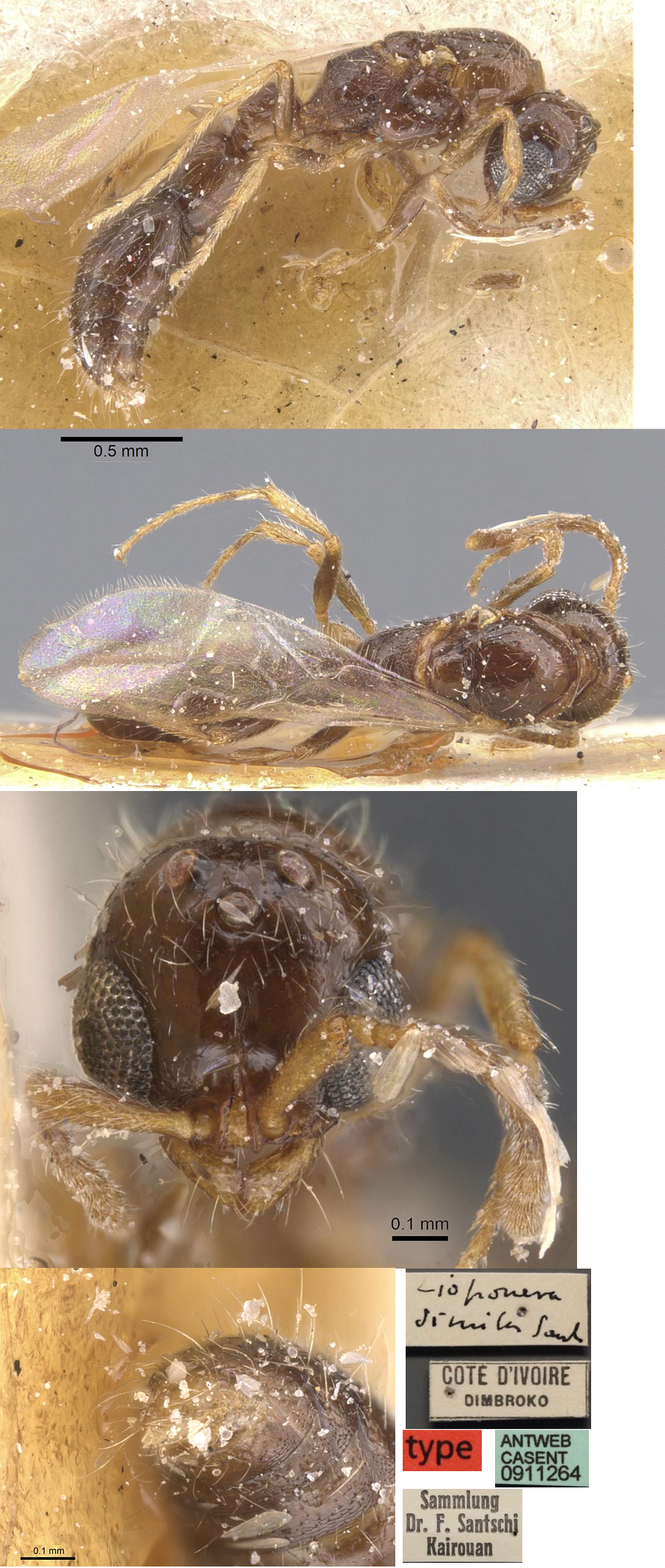 Cerapachys similis