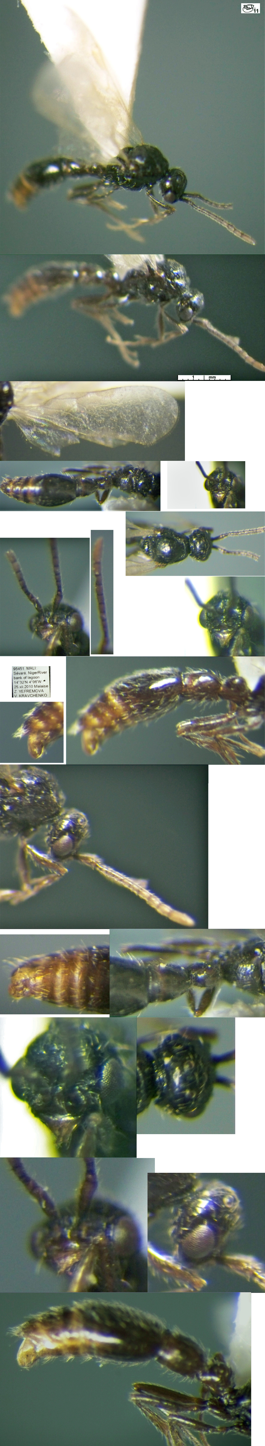 {Cerapachys similis male}