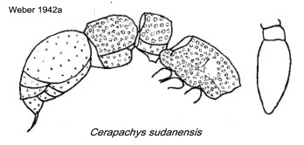 {Cerapachys sudanensis}