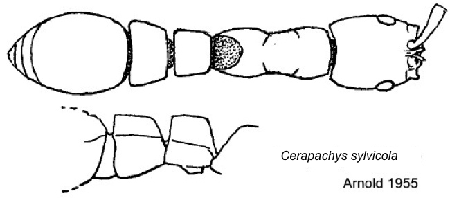 {Cerapachys silvicola}