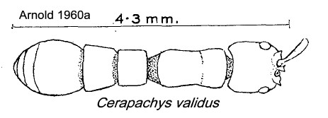 {Cerapachys validus}