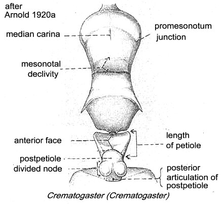 {Crematogaster (Crematogaster) }