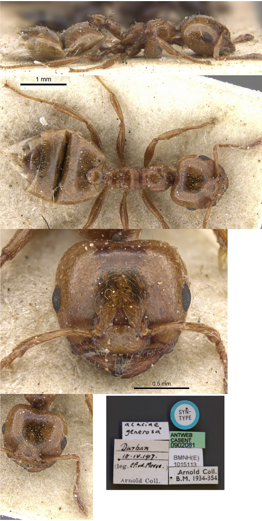 {Crematogaster acaciae generosa}