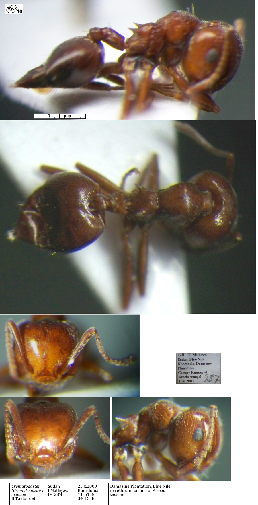 Crematogaster acaciae major