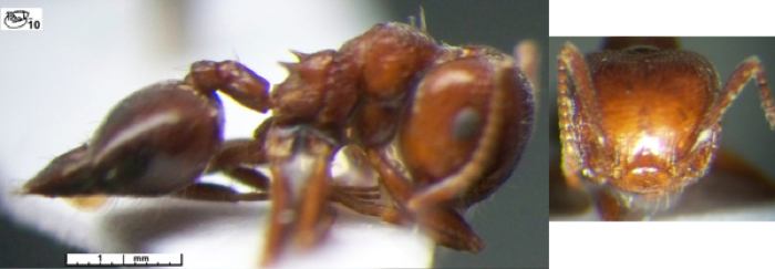 Crematogaster acaciae