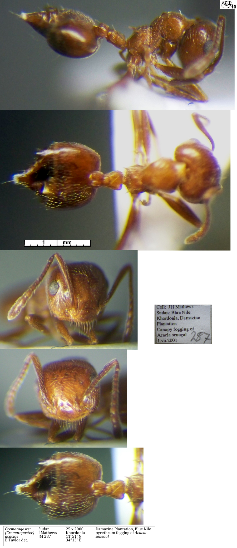 Crematogaster acaciae minor