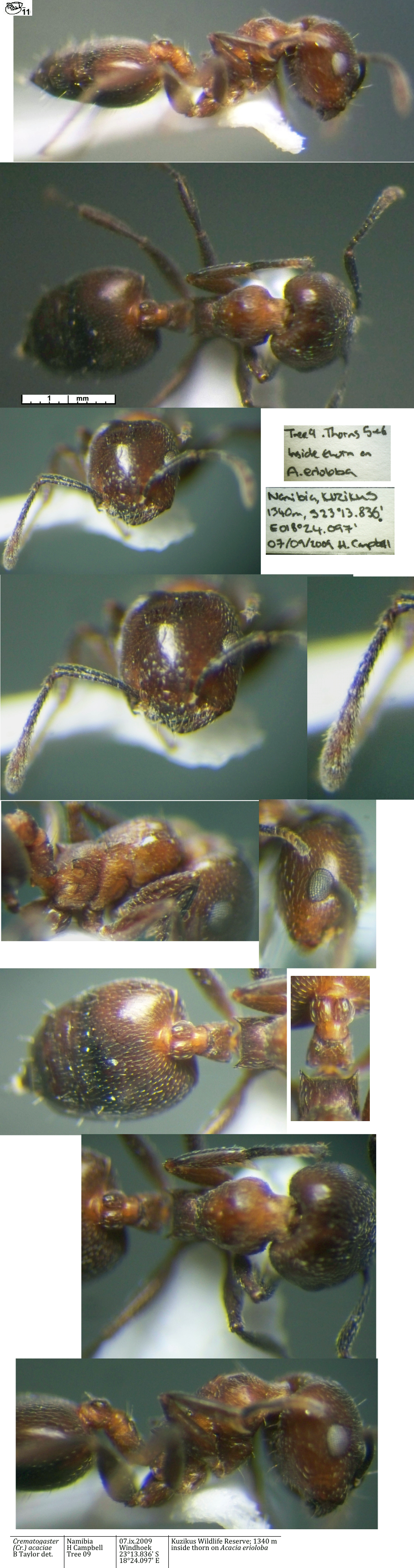 Crematogaster acaciae minor