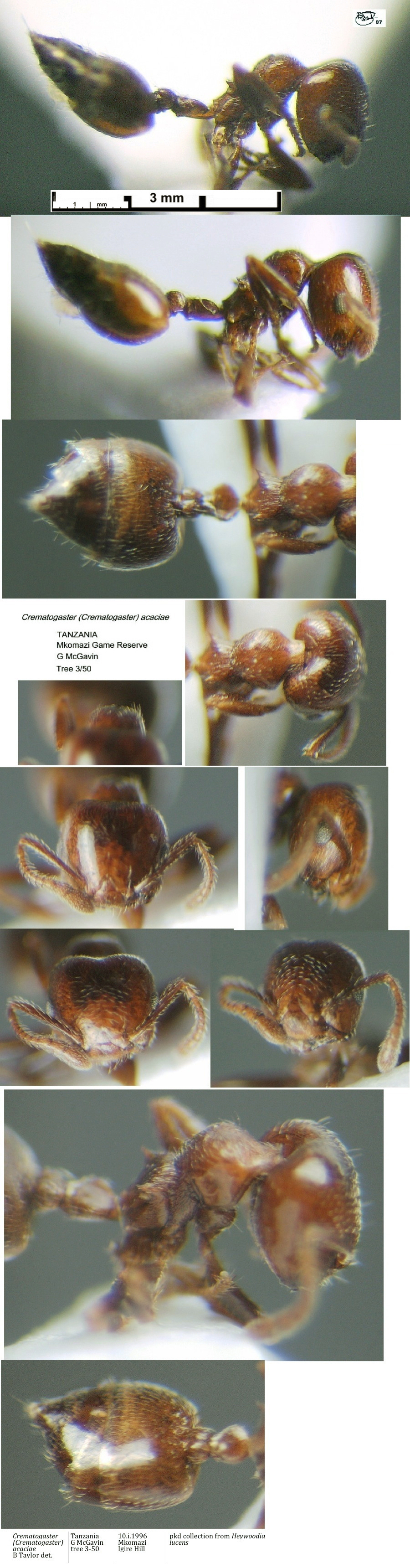 {Crematogaster acaciae}