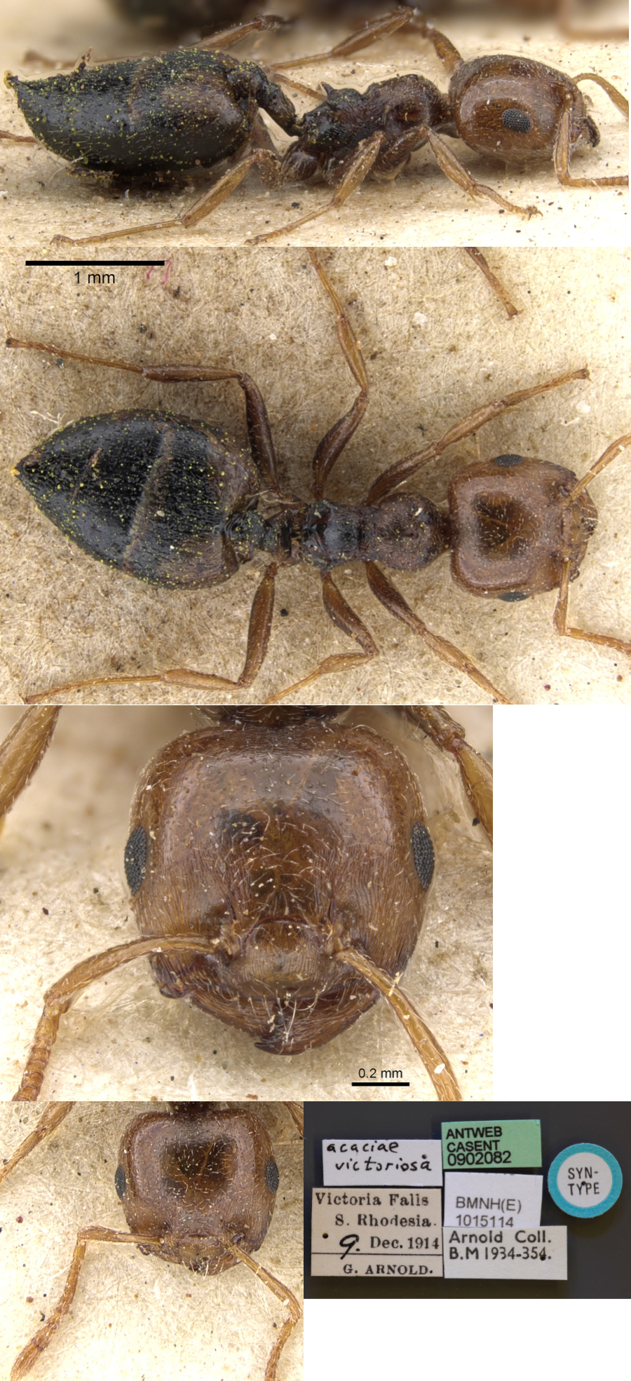 {Crematogaster acaciae victoriosa}