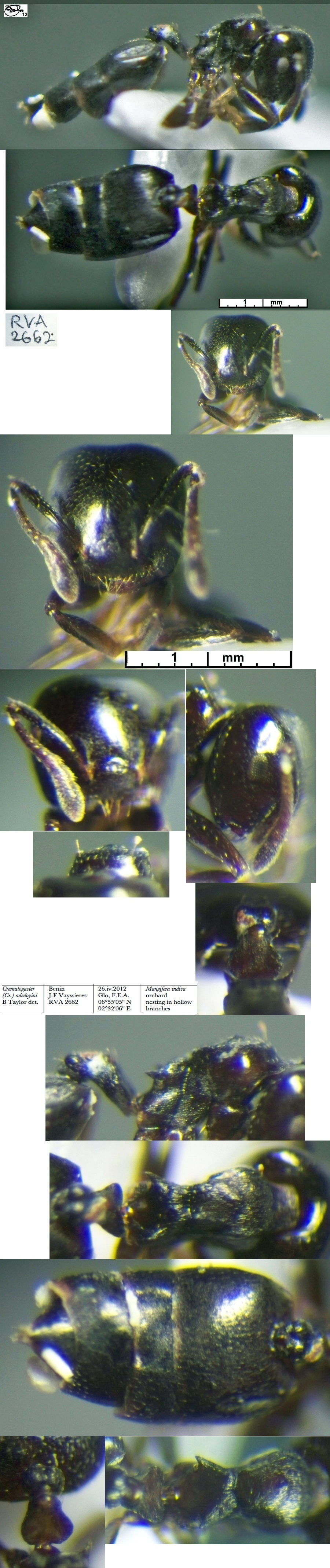 Crematogaster adedoyini