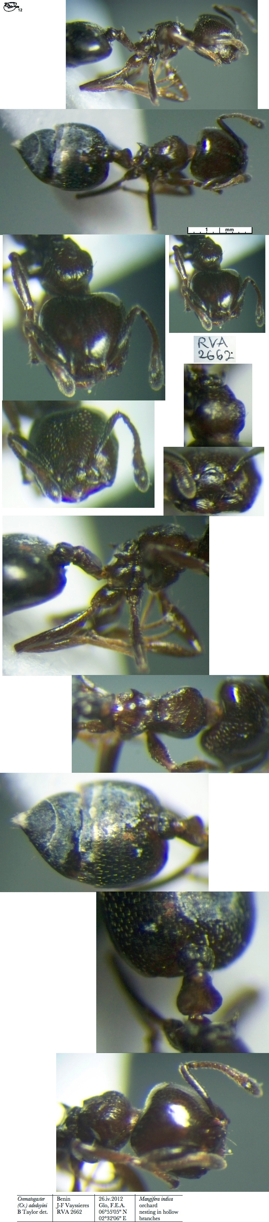 Crematogaster adedoyini