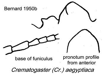 {Crematogaster aegyptiaca}