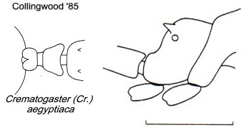 {Crematogaster aegyptiaca}