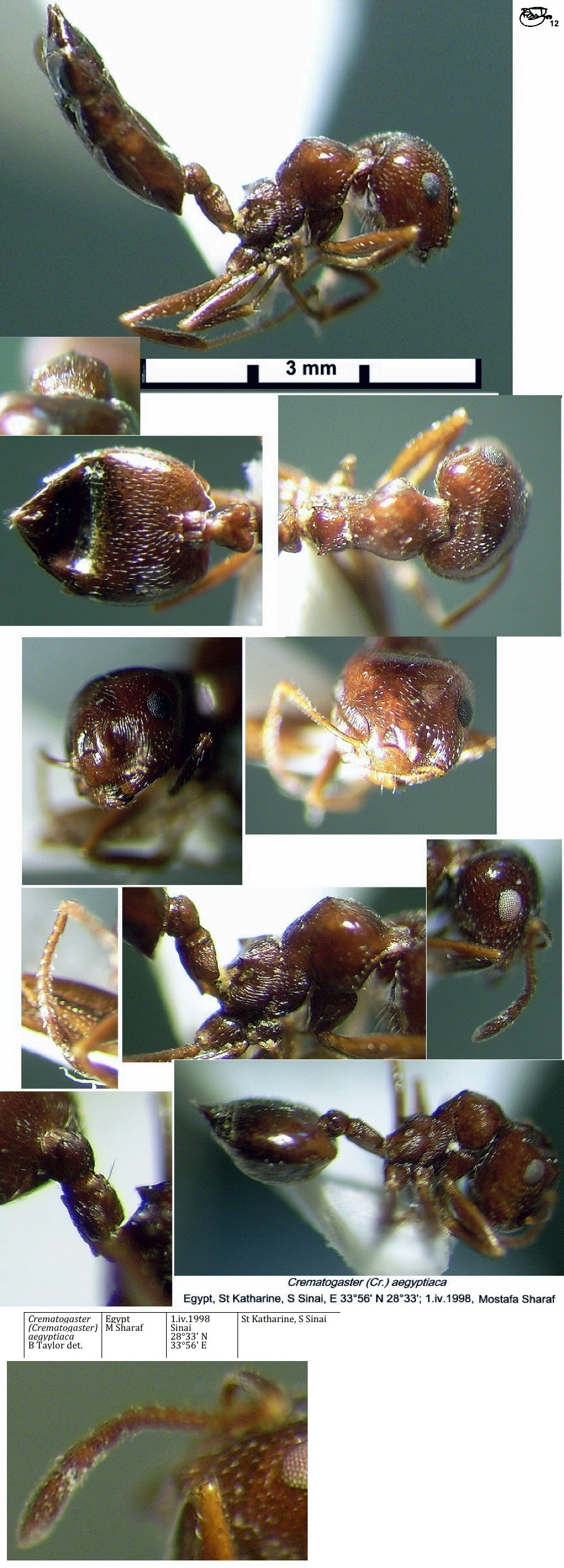 {Crematogaster aegyptiaca}