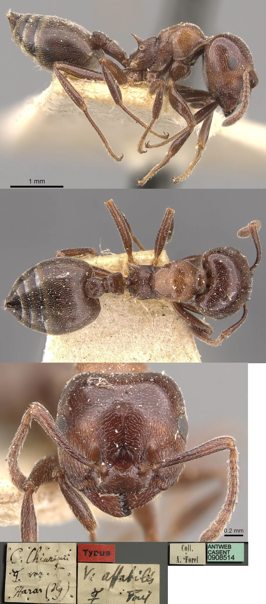 {Crematogaster affabilis}