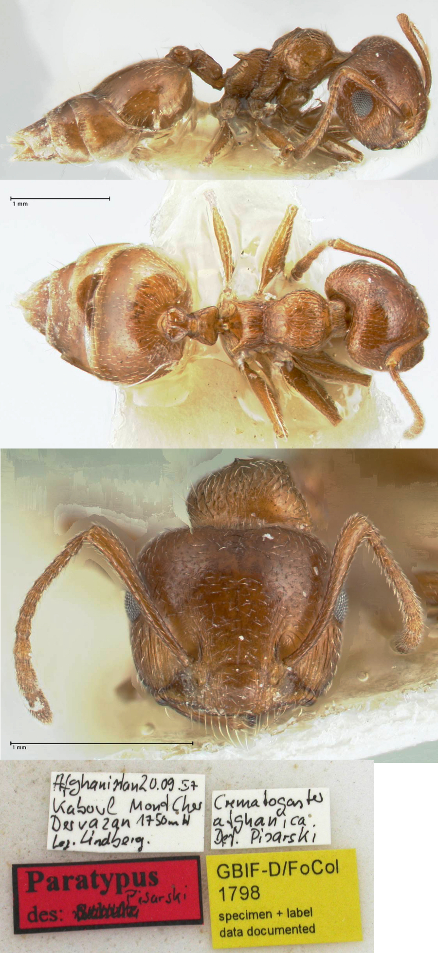 Crematogaster afghanica